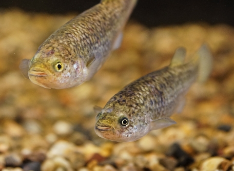Two small, speckled brown fish