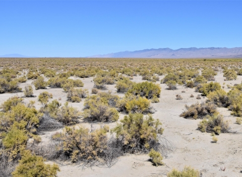 desert landscape with desert shrubs and a mountain range in the back