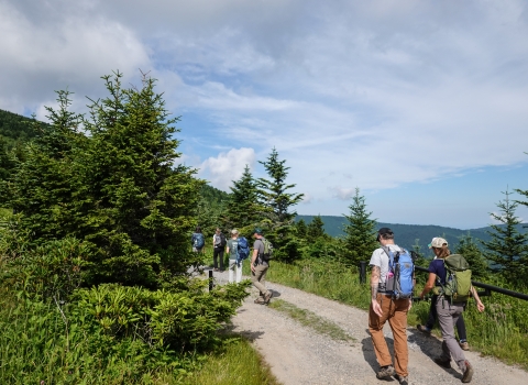 Group of people walking along a dirt road past conifer trees and a scenic vista