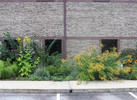 Flowering plants in front of an office building