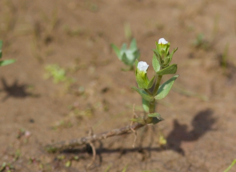 a small plant with white flowers attached to an above-ground root grows in the mud