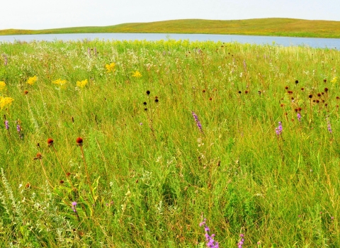 Wide view of a grassland dotted with wildflowers leading into wetland.