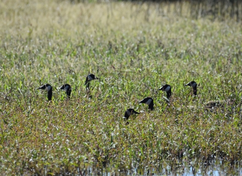 Seven geese heads poking out of wetland plants 