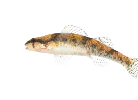 Small bodied fish with a blunt snout, rounded fins, three saddles, and a blotched mottled pattern along the sides of its body.