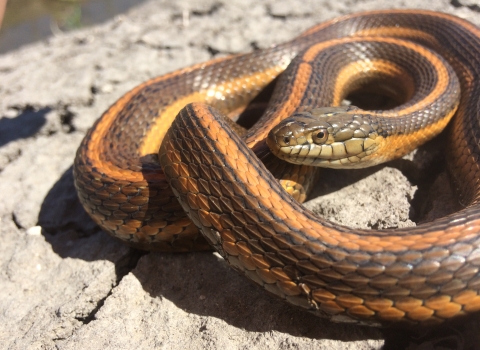 an orange and brown giant garter snake curled up on a rock