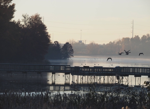 At dawn, a silhouette of a group of birds fly over a marsh boardwak. City structures and forest appear in the distance