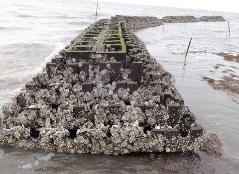 Oysters cling to stacked blockades that resemble stairs. The structure sits above the sea water. 