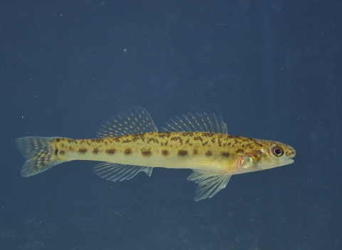 A pearl darter in water. The common name, pearl darter, is derived from iridescent patches on its gill covers resembling the coloration of a pearl. 