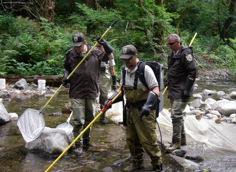 Biologists capturing juvenile steelhead in Abernathy Creek by electrofishing.