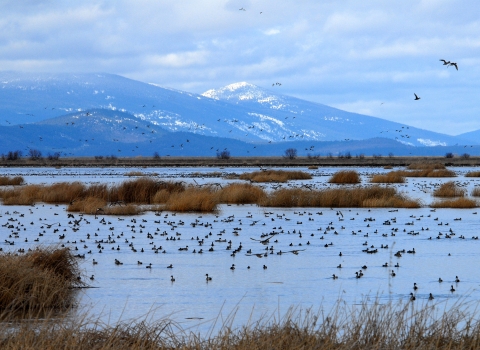 Dozens of birds are pictured in and around a body of water below a snow-capped mountain.