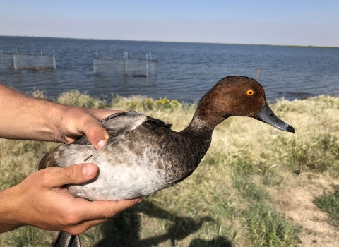 biologist holding a redhead duck