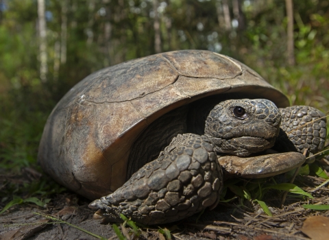 a gopher tortoise on the ground in a forest