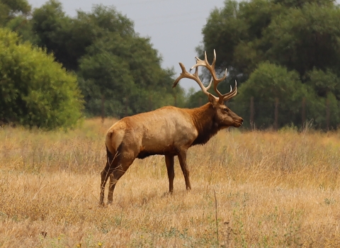 Large elk with antlers in a yellow grass field with bushes and trees that are green in the background.