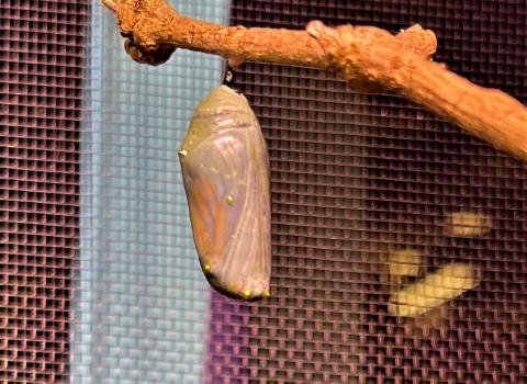 Monarch Chrysalis
