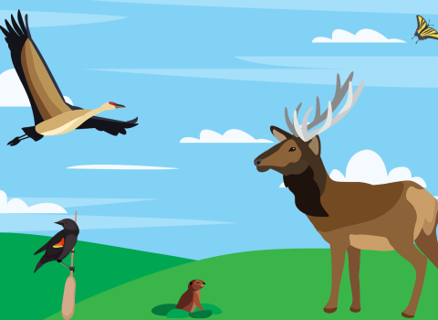 A drawn summer scene of a sandhill crane and butterfly flying over an elk, bird, and ground squirrel.