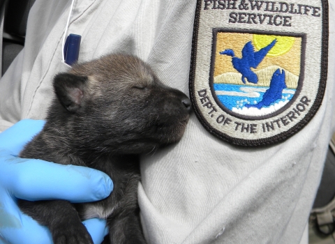 a biologist holding a red wolf pup