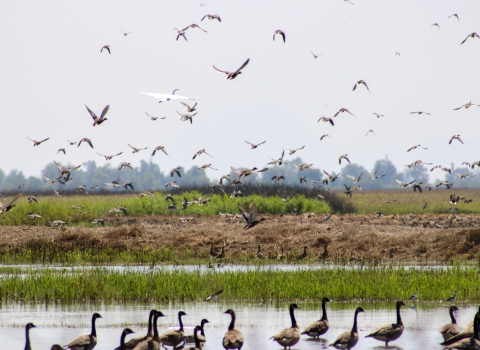 Birds in rice fields