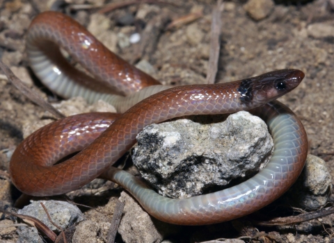 An adult rim rock crowned snake is curled around limestone rocks and dirt on the ground in Miami, Florida. Its head is brownish black with a red-brown back and tan belly.