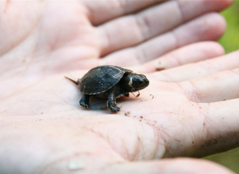 A small baby bog turtle is held in the palm of a person’s hand.