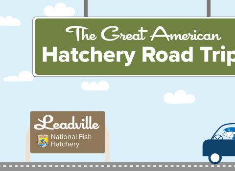 A graphic of a light blue sky with puffy clouds. A green highway sign hangs from the top and reads "The Great American Hatchery Road Trip." At the bottom, a fish drives a blue car along a road toward a brown sign with the USFWS logo and text that reads "Leadville National Fish Hatchery."