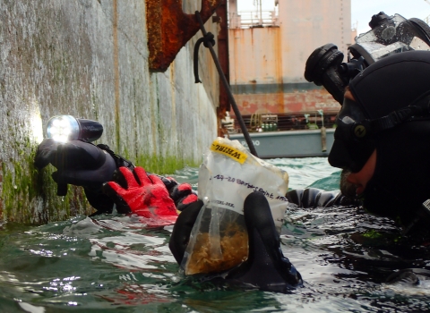 A diver inspects the hull of a ship in Honolulu Harbor to detect possible marine biofouling 