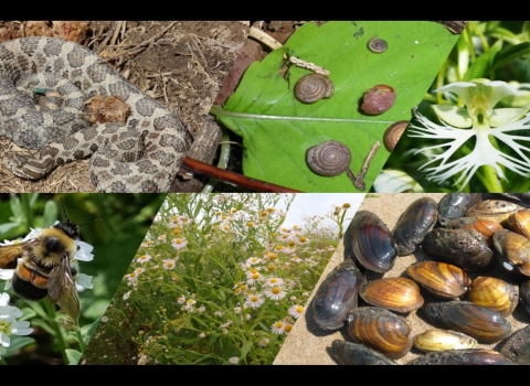 Image collage of federally listed species in Illinois-Iowa including decurrent false aster, rusty patched bumble bee, Iowa Pleistocene snail, eastern massasauga rattlesnake, and freshwater mussel species