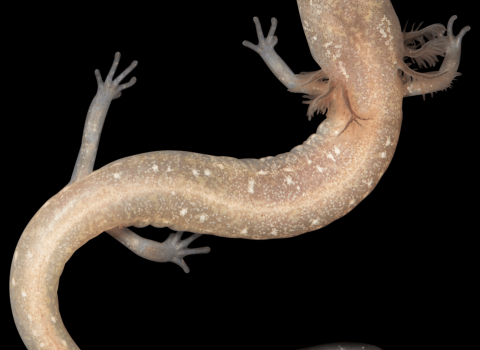 a pale peach colored salamander on a black 