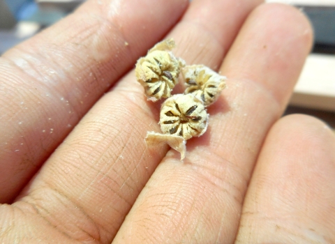 close up of seeds in hand