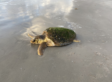 A stranded loggerhead sea turtle on a Texas beach