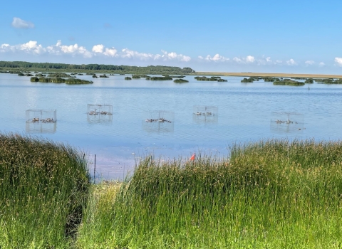 five round swim in traps set in a wetland