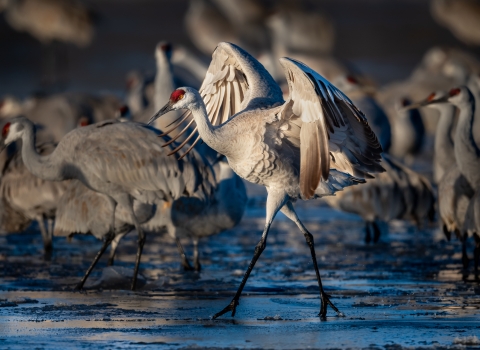 a sandhill crane walks through shallow water with its wings outstretched