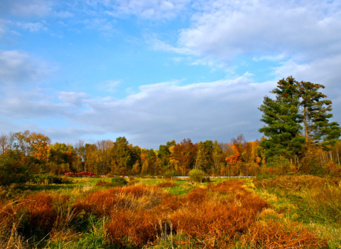 a fall scene of a field and forest