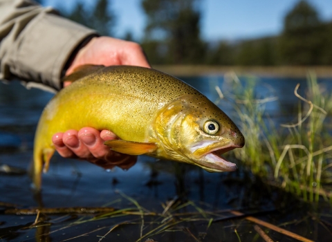 A biologists hefts a gila trout from a natural body of water, with wetland plants and forest in the background.