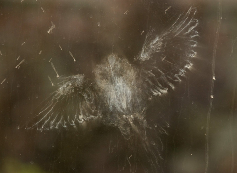Dander print on a glass window that outlines a bird’s outstretched body