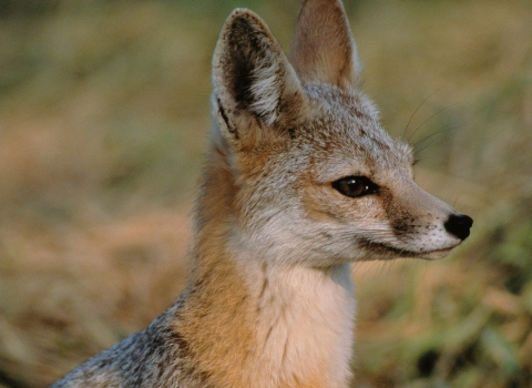a sitting kit fox 
