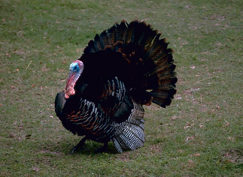 A turkey with a colorful head, walking through a field in Waccamaw National Wildlife Refuge