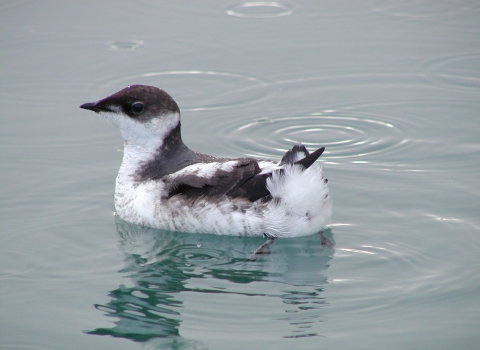 A black and white marbled murrelet floating in calm water