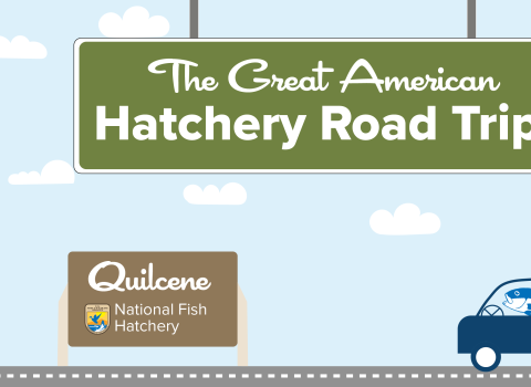 A graphic of a light blue sky with puffy clouds. A green highway sign hangs from the top and reads "The Great American Hatchery Road Trip." At the bottom, a fish drives a blue car along a road toward a brown sign with the USFWS logo and text that reads "Quilcene National Fish Hatchery."