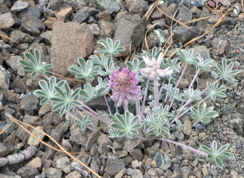 A pink flower in bloom with silvery green leaves sits in rocky soils.