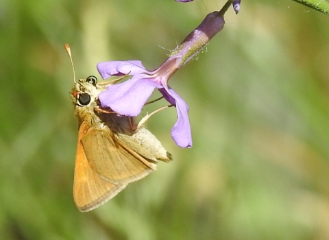 A Dakota skipper butterfly on a purple flower