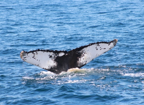 a white and gray whale fin emerging from the ocean