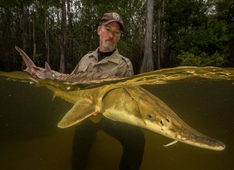 Biologist in a Florida river holding a Gulf Sturgeon fish. 