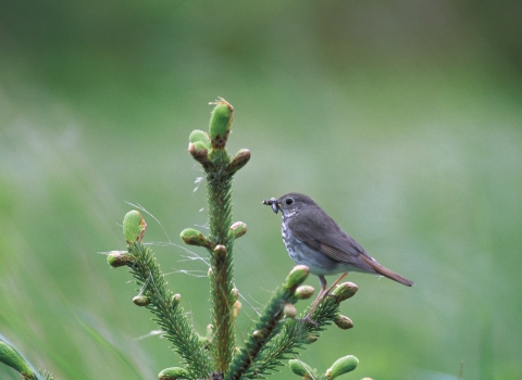 Hermit thrush with an insect in it's mouth perched on top of a small conifer 