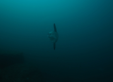 a common mola swimming