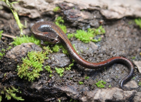 a brown slender salamander on mossy rocks and mud