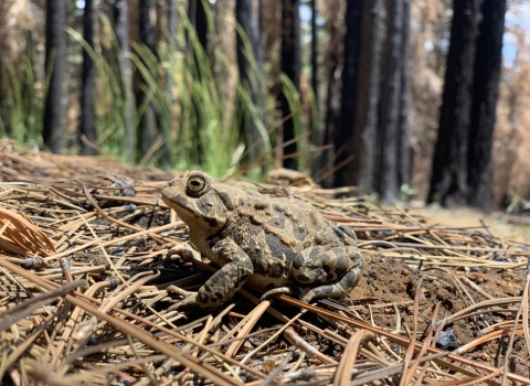 a gray and olive colored fat toad with bumpy skin sits on pine needles in a burned forest