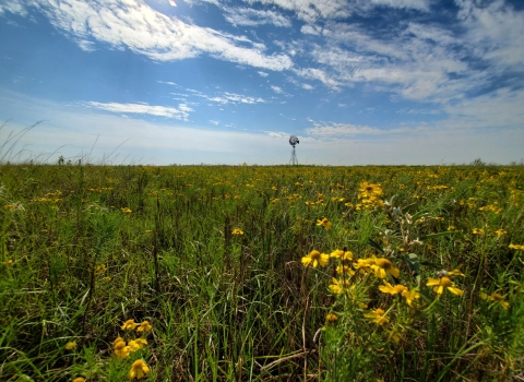 windmill and flowers in the prairie