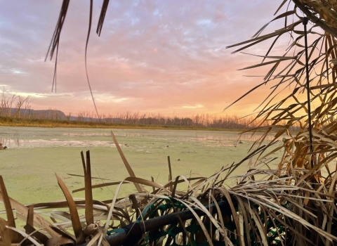 Sun rising behind marsh grass and bluffs on the backwater of the River.