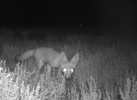 a black and white photo from a trail camera of a san joaquin kit fox among low bushes looking the camera with glowing eyes