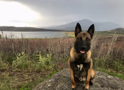 Federal Wildlife Canine Togo sits for a picture with 